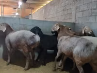 قوچ, Arashan sheep — عکس 3