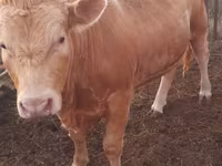 Toro, Raza Auliékol — foto 4
