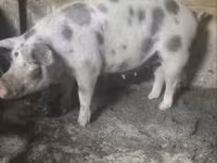 Säue, Schweine — Foto 4