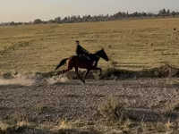 Klisna, French Trotter — foto 1