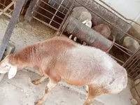 Vædder, Arashan sheep — foto 4