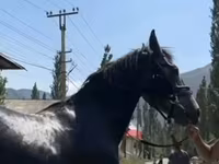 Koń, Friesian sport horse — zdjęcie 3