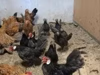 Chickens — sawirka 1