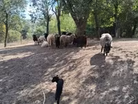 Овца, Racka sheep — снимка 5
