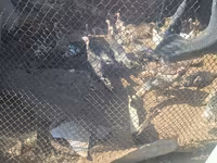 Turkeys — photo 1