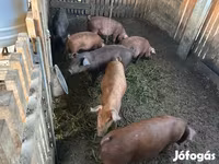 หมูป่าตัวผู้, Мангалица — รูปภาพ 3