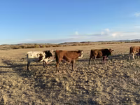 Lembu jantan, Cattle — foto 1
