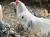 Chickens — ფოტო 2