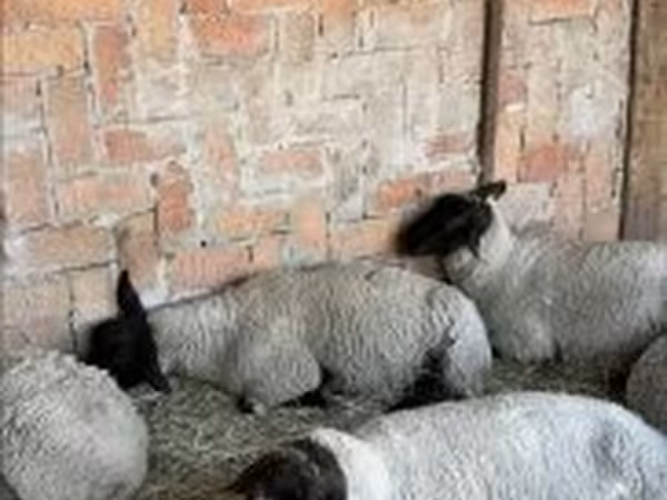 Cừu cái, White Suffolk sheep