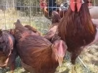 Chickens — снимка 1