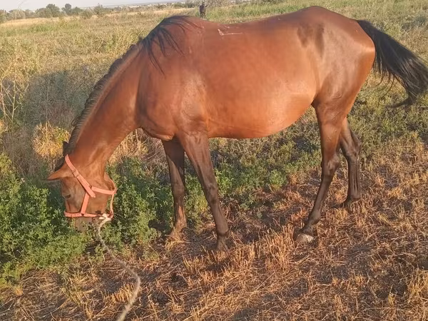 Iapă, Akhal-Teke