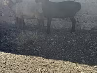 Baran, Owce — zdjęcie 3