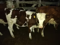Bou, Simmental cattle — foto 1