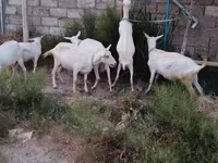 بز ماده, Saanen goat — عکس 2