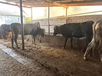 گاو ماده, Swiss cattle — عکس 5