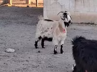 Dê đực, Dê — ảnh 1