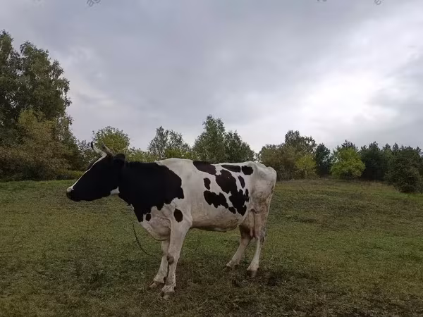 Mucca, Simmental cattle