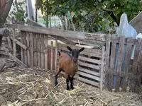 بز ماده, Alpine goat — عکس 2