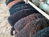 مینڈھا, Arabi sheep — تصویر 1