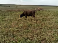Kuh, Aberdeen-Angus — Foto 4