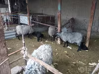 گوسفند (گروه، جنسیت مشخص نشده), گوسفند — عکس 3