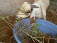 بز ماده, بز — عکس 5