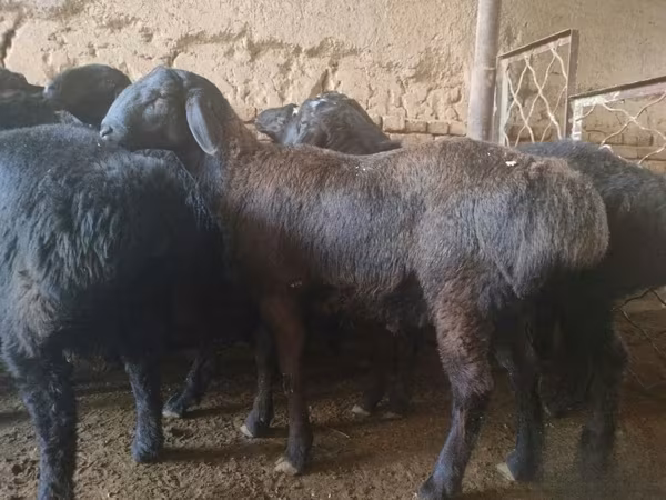 Widder, Rhon sheep
