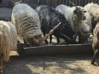 แกะตัวผู้, Racka sheep — รูปภาพ 6