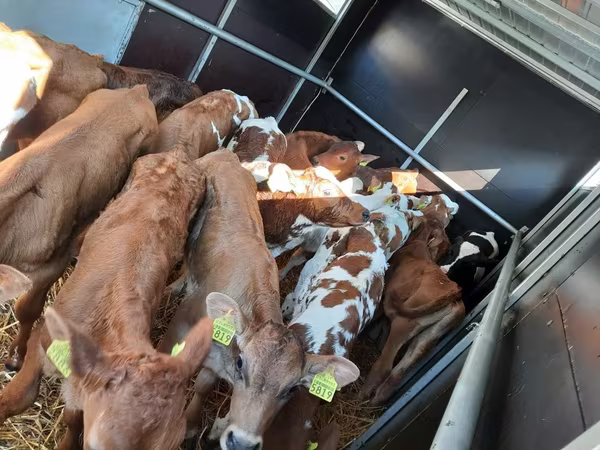 Bull, Simmental cattle
