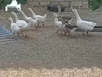 Geese — عکس 1