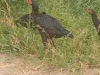 Chickens — عکس 2
