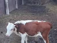 วัวตัวผู้, Swiss cattle — รูปภาพ 5