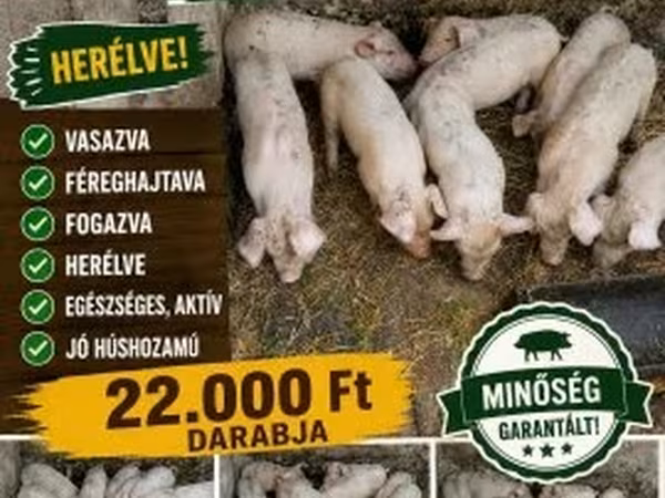 Sow, Pigs — Hungary
