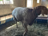 Ram, Arashan sheep — photo 1