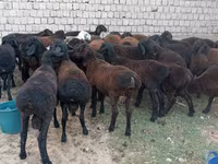 公羊, Blackheaded Persian sheep — 照片 2