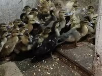 Ducks — foto 1