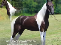 Ձի, Tennessee Walking Horse — լուսանկար 1