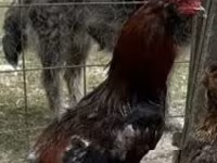 Chickens — լուսանկար 1