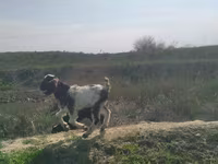 Billy Goat, Nubian Goat — photo 3