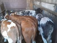 Бух, Simmental cattle — 3 зураг