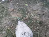 Chickens — تصویر 4