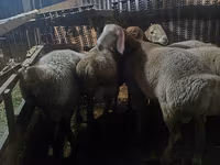 Biri-biri betina, Sheep — foto 7