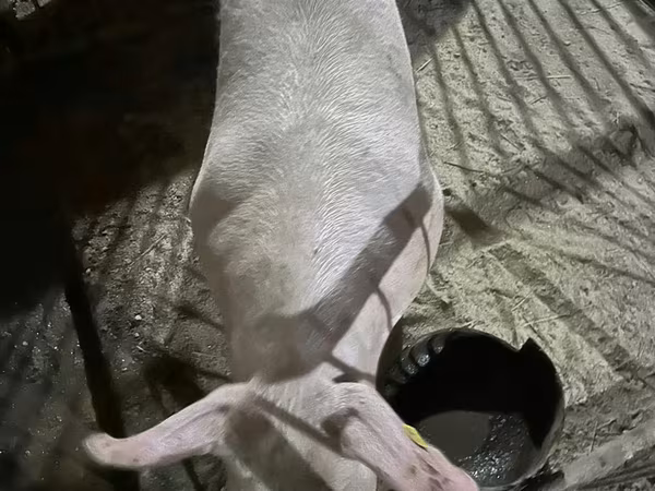 Cinghiale, Maiali