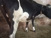Կով, Russian Black pied cattle — լուսանկար 2