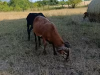قوچ, Cameroon sheep — عکس 2