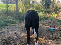 گاو ماده, Russian Black pied cattle — عکس 4