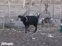 Baran, Shetland sheep — zdjęcie 6