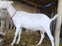 Koza, Saanen goat — foto 4