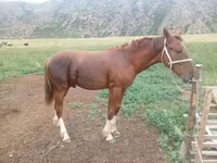 Cavallo, Horse breed — foto 1