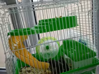 Cücə hamsterlər üçün tam komplekt qəfəs dəsti. Şəkillərdə görünən — รูปภาพ 1